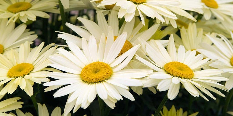 Shop leucanthemums at RHSplants.co.uk