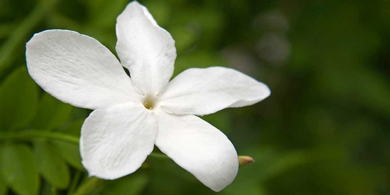 Buy jasmine from RHSplants.co.uk