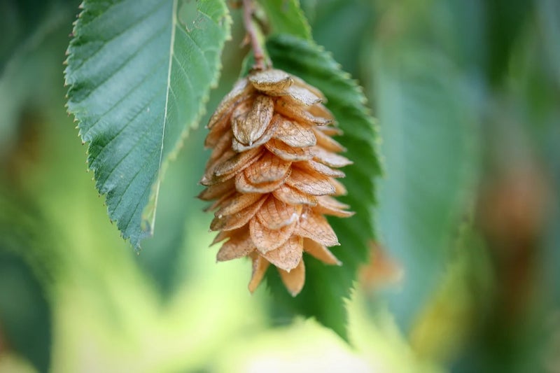 June – Ostrya carpinifolia