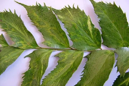 Fasciation Rhs Fasciation in Plants: What It Means | RHS Advice