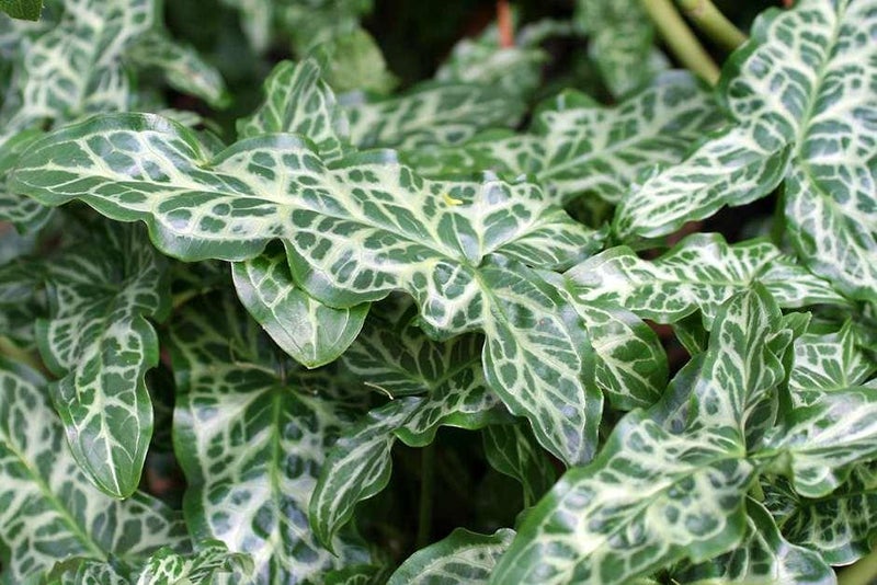 Underrated foliage