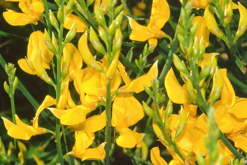 A sweep of gold