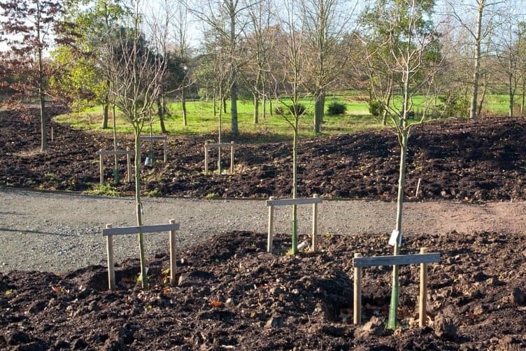 Double stakes offer these young trees plenty of support in this open, windy spot