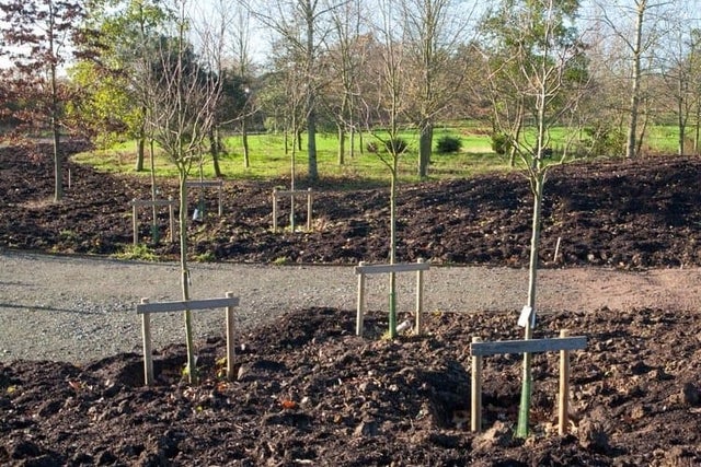 Double stakes offer these young trees plenty of support in this open, windy spot