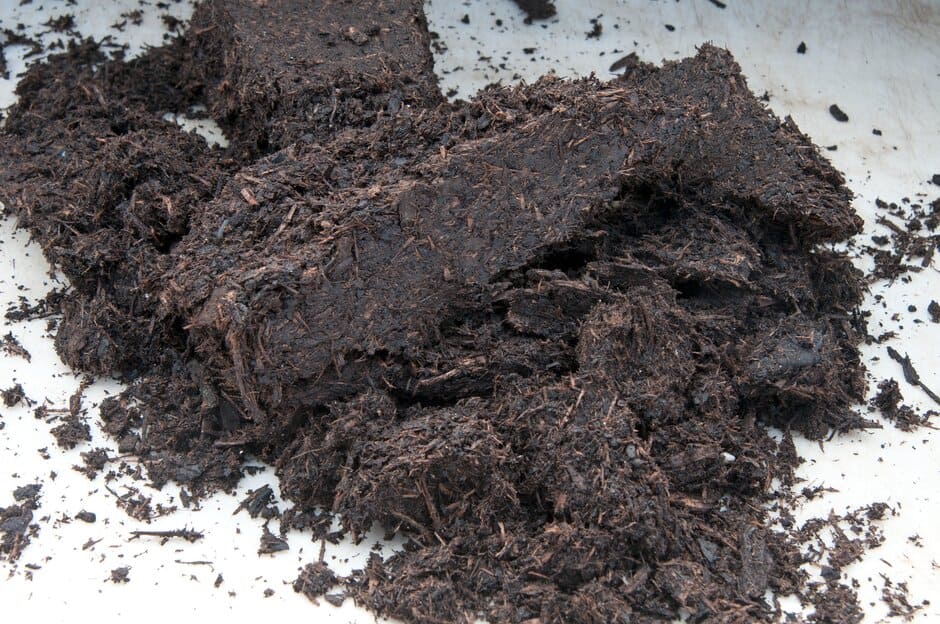 wie viel wächst ein olivenbaum im jahr Olivenbaum Olea Europaea XL – vielgrün main image 1