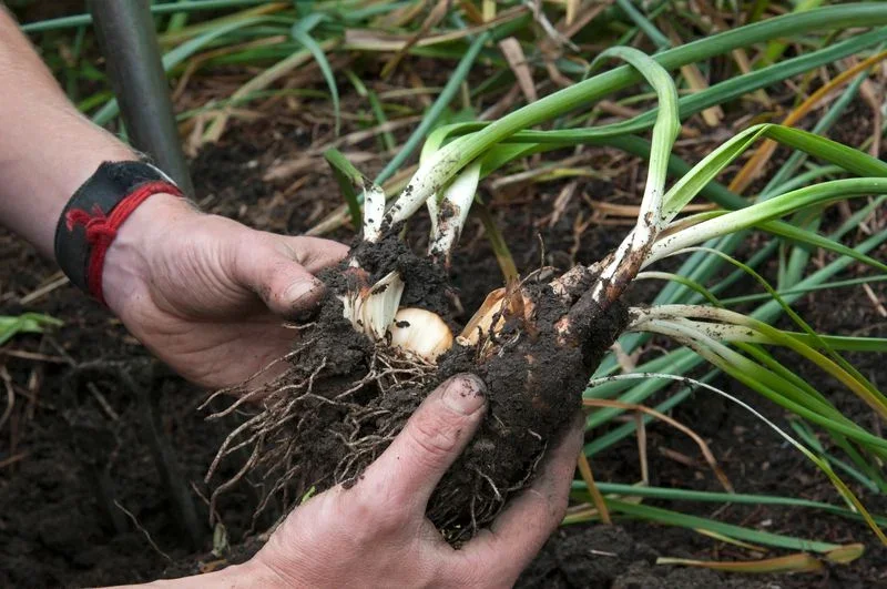Dutch Garden Bulbs