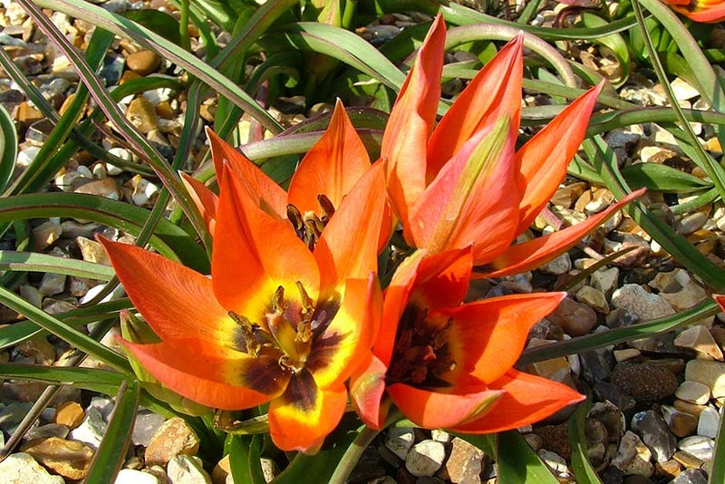 Flame flowers