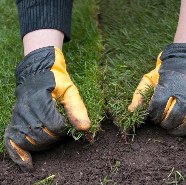 Repair bare patches in spring or autumn