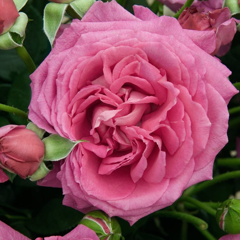 Rose pruning: floribunda and hybrid tea roses