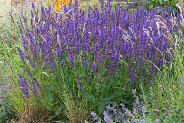 All about salvias