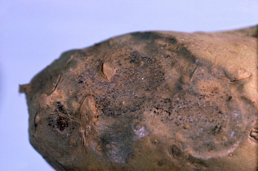 Potato tuber rots: Symptoms & Control | RHS Advice