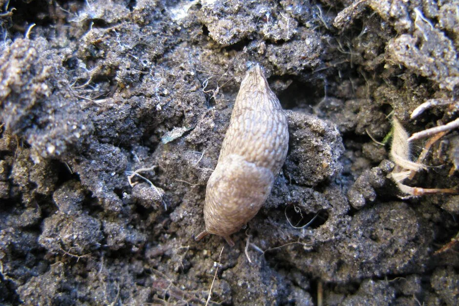 Grey field slug