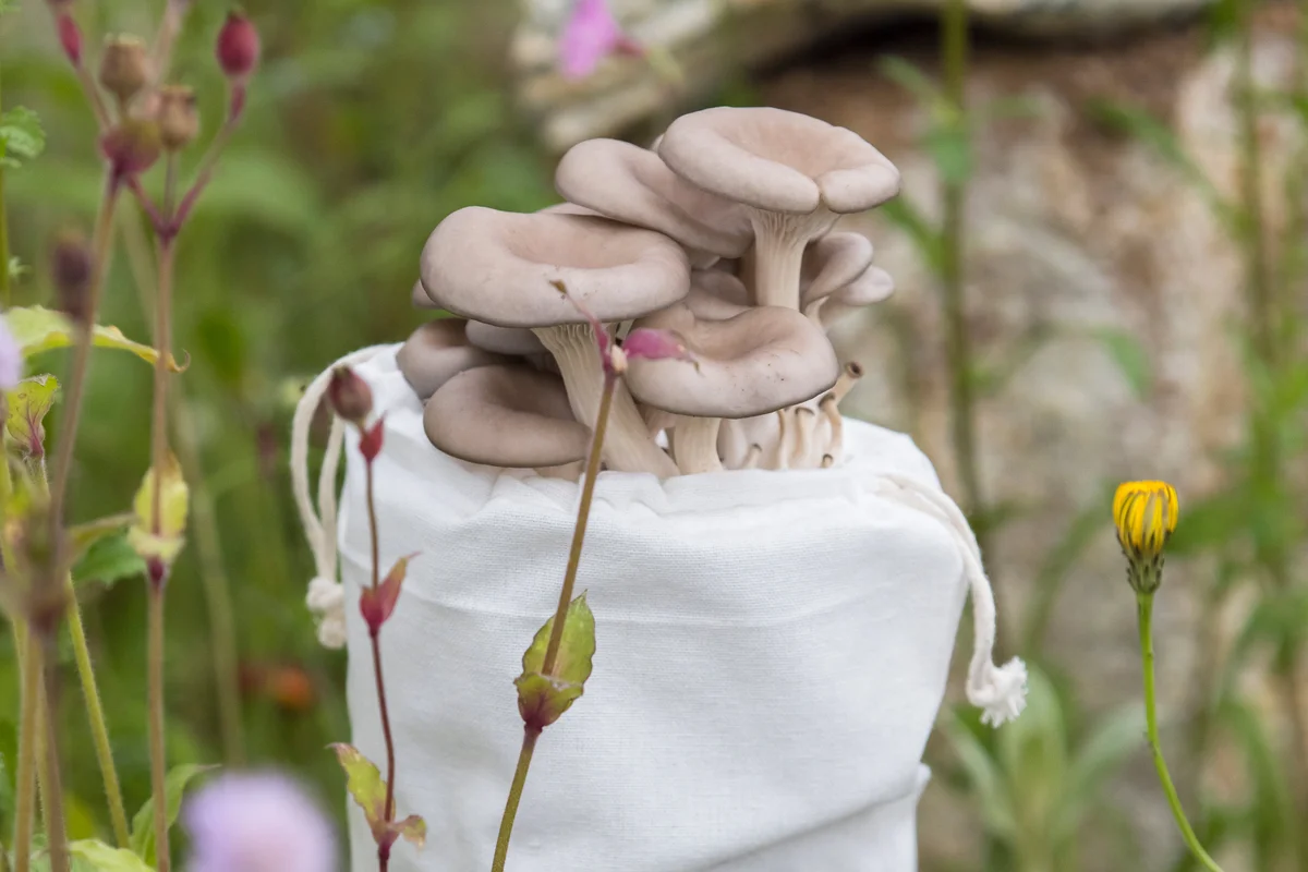Mushroom display at RHS Show