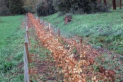 Complete guide to beech hedging