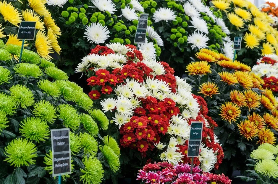 Chrysanthemums Direct