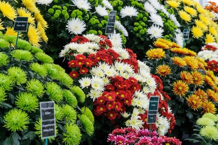 A group of flowers with signs