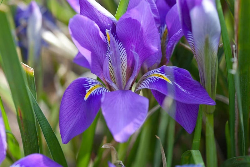 Out of season iris