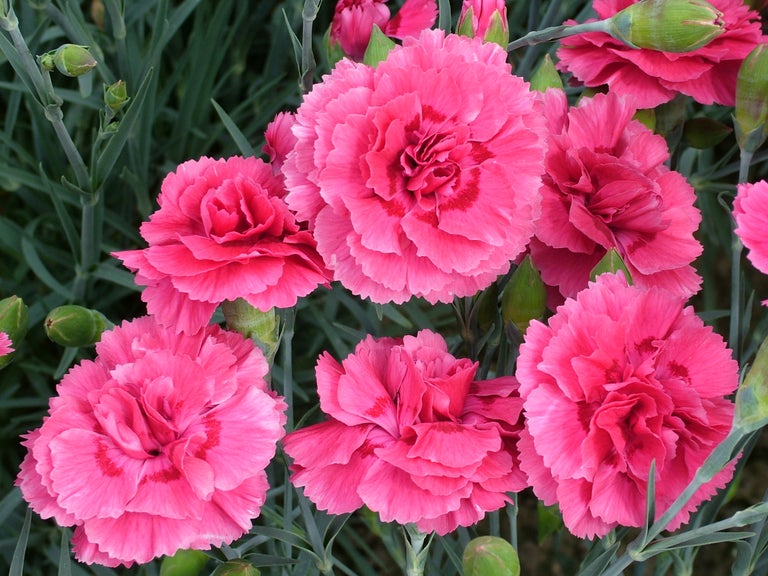 Dianthus