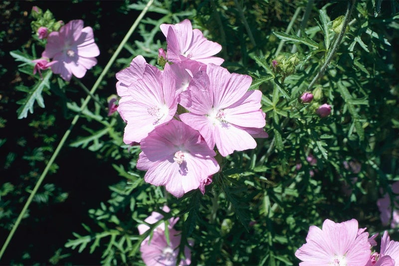1. Malva moschata (musk mallow)
