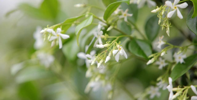 Discover Star jasmine