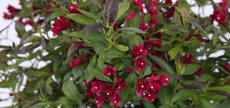 RHS Plant of the Year 2023 third place: Weigela Camouflage