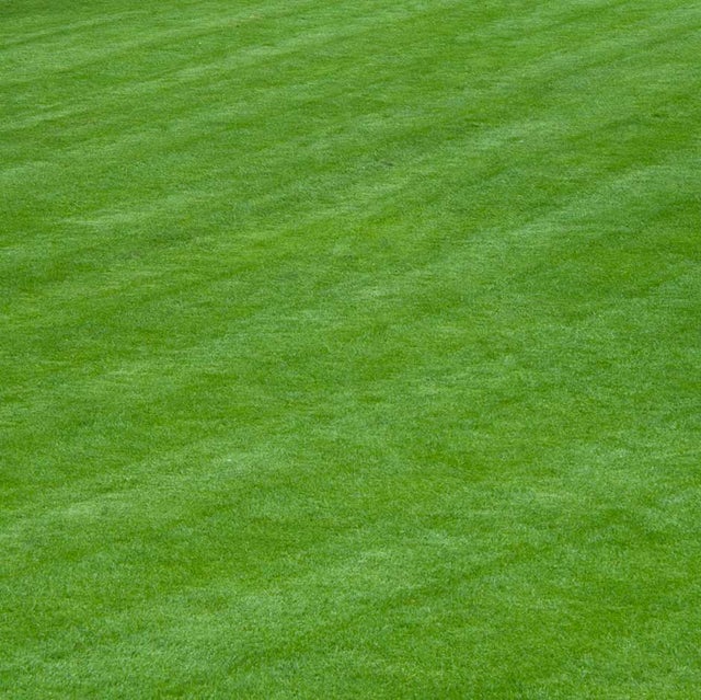 Make a beautiful new lawn by sowing seed in autumn or mid-spring