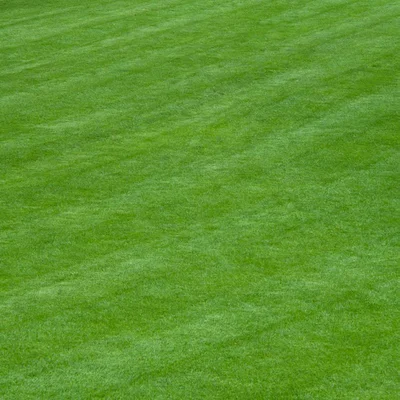 Make a beautiful new lawn by sowing seed in autumn or mid-spring