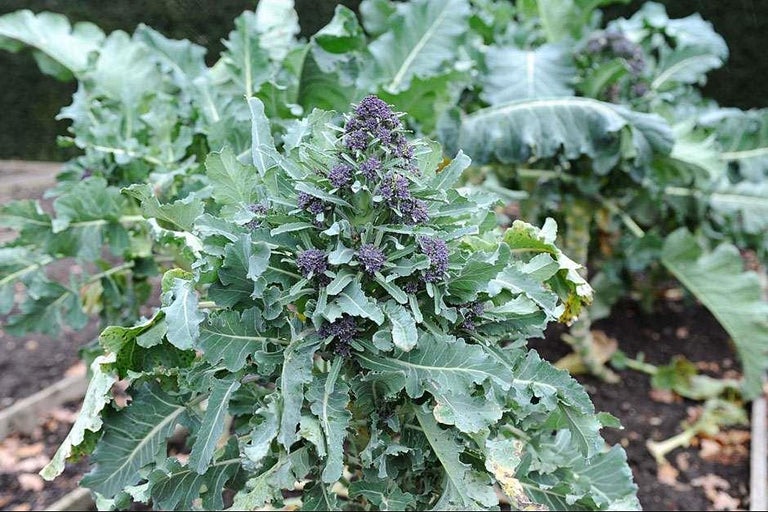 Buy broccoli at RHSplants.co.uk