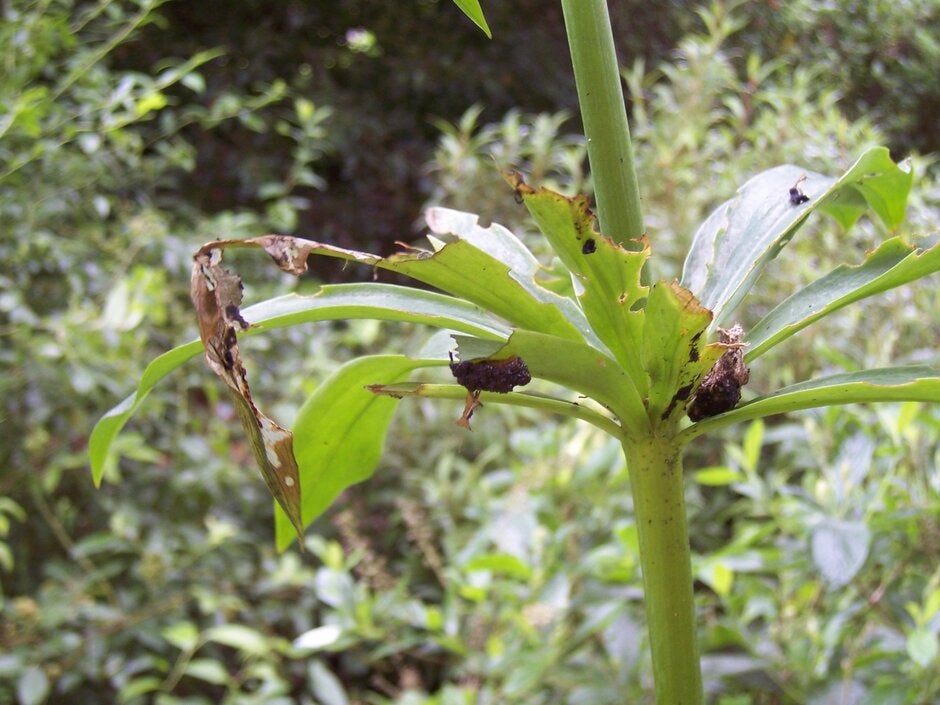 Lily beetle | RHS Advice