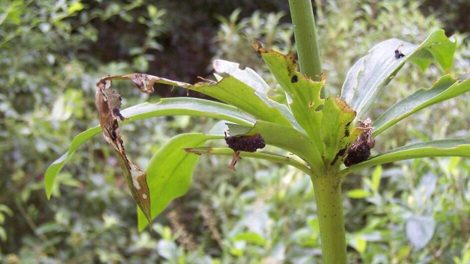 Lilly Insects Lily beetle | RHS Advice