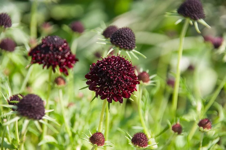 Annual & Biennial Scabious / RHS Plant Guide