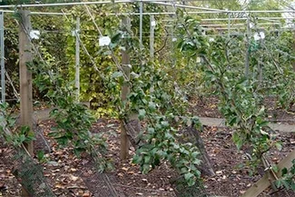Cordon System How to grow grapes | RHS Guide