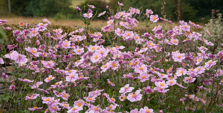 Japanese anemones