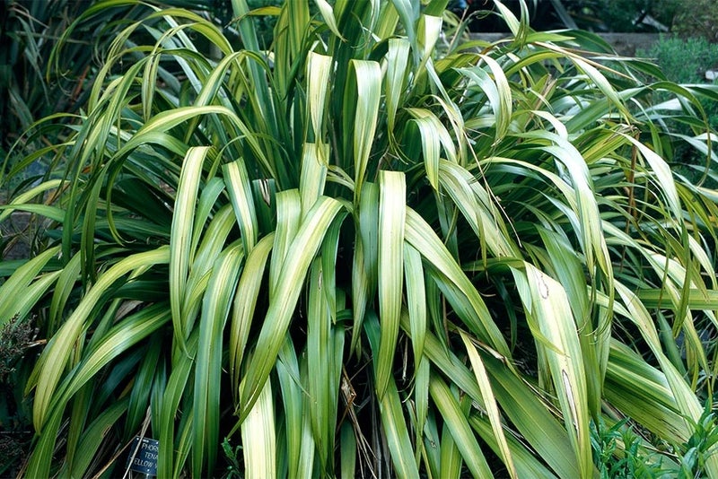 Reliable flax