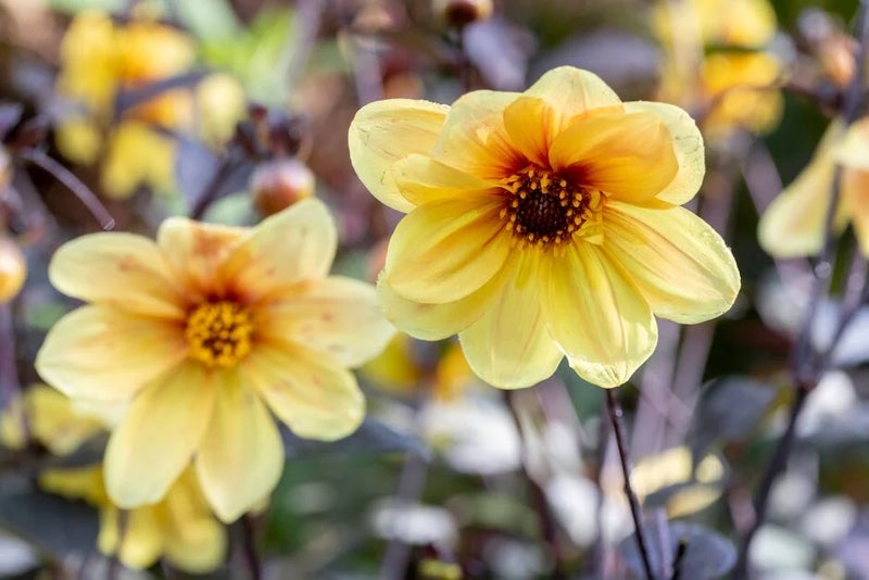 Yellowy-apricot blooms of dahlia 'Hadrian's Sunlight' against purple foliage