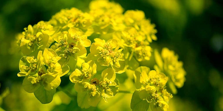 Buy euphorbias from RHSplants.co.uk