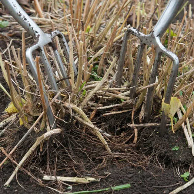 Dividing perennials