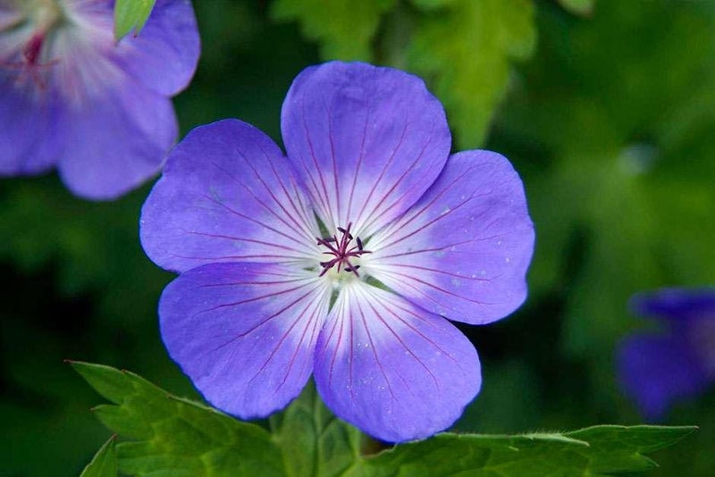 Purple veins, purple veins