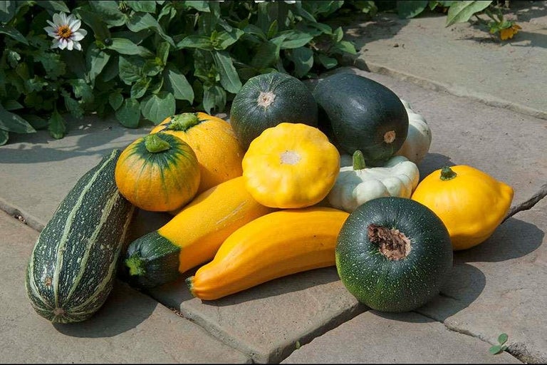 Buy marrows at RHSplants.co.uk