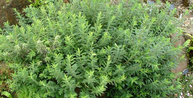 Dwarf and rock garden willows