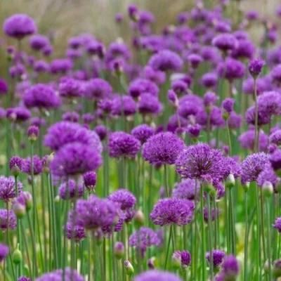 </i>Allium hollandicum</i> ‘Purple Sensation’ is excellent for pollinators