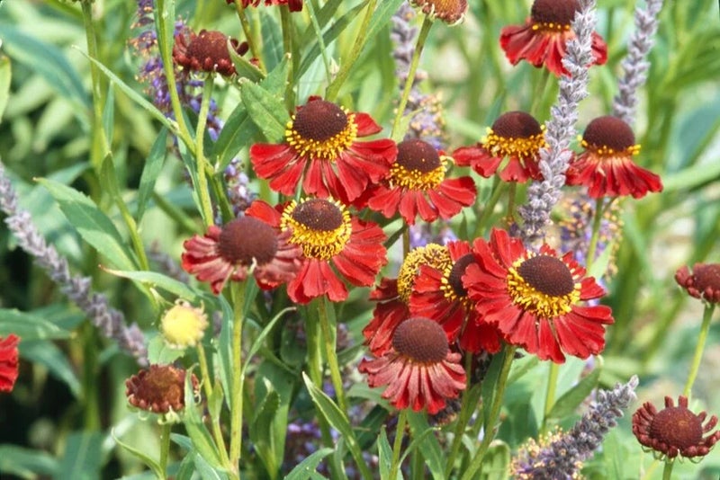 Dramatic coneflowers