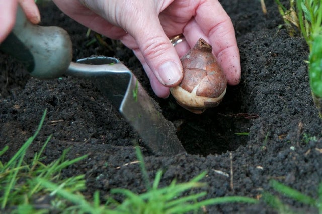 Video: Planting tulips in a border