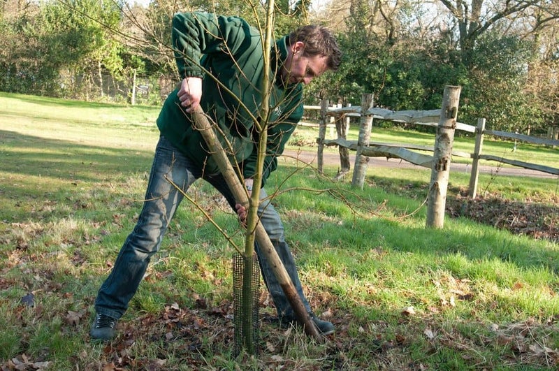 Restake Tree How to Stake a Tree | RHS Advice