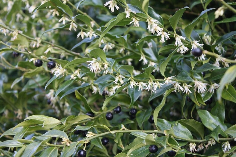Partial Shade: Red and Pink Plants | RHS Advice