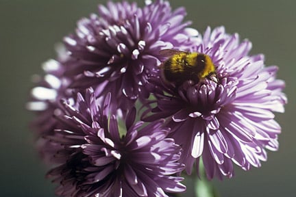 Scabious (Scabiosa) / RHS Plant Guide