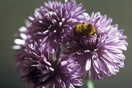 A bumblebee (<i>Bombus jonellus</i>) looking for food on an aster. Credit: RHS/Entomology.