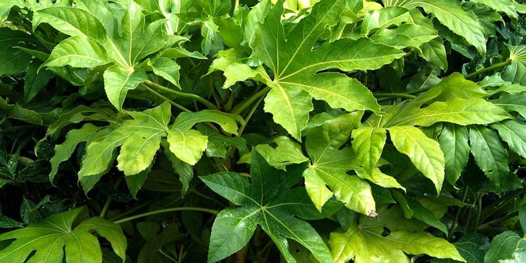 Buy fatsias from RHSplants.co.uk