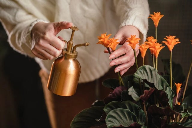 Gardening without a garden