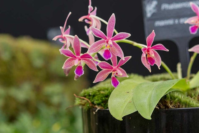National Plant Collections
